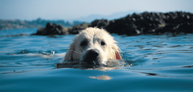 Risultati immagini per cane al mare