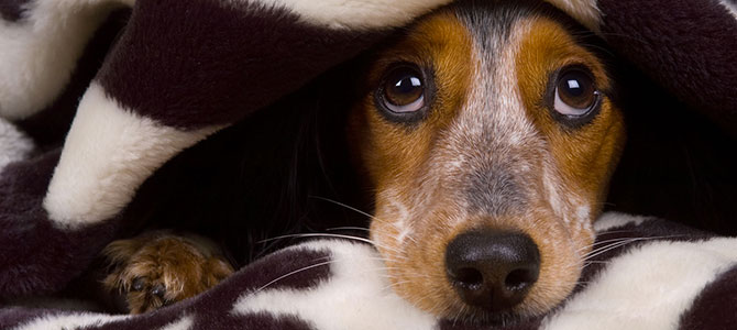 Cani, no ai botti di Capodanno