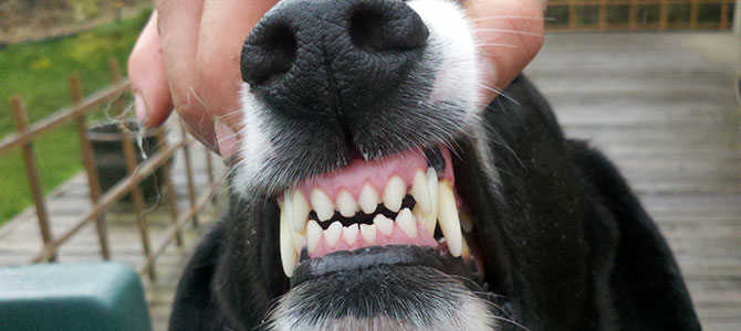 parodontite canina