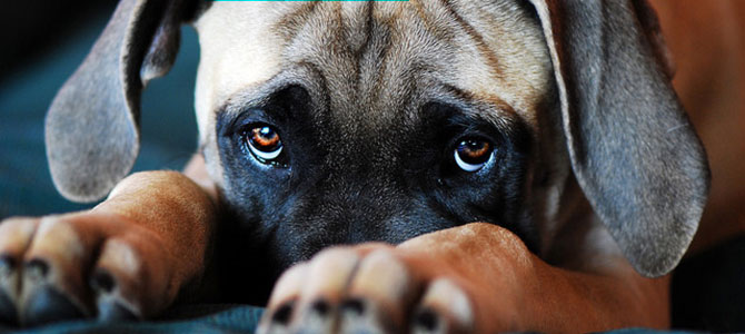 sguardo colpevole cani