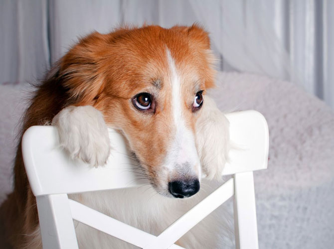 Quando il cane fa finta di niente…