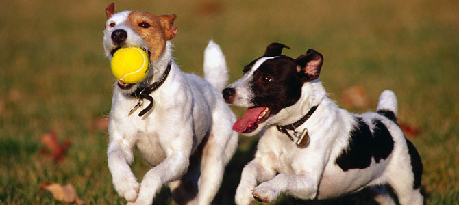 gioco cani 2