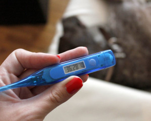 misurare la febbre al cane