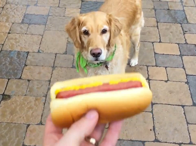 Dog hot dog