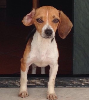 Mia beagle abbandonata
