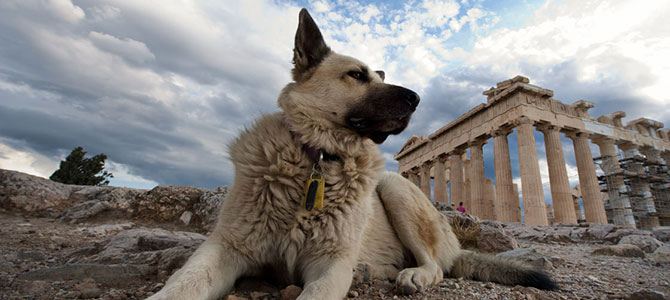 ad atene con il cane