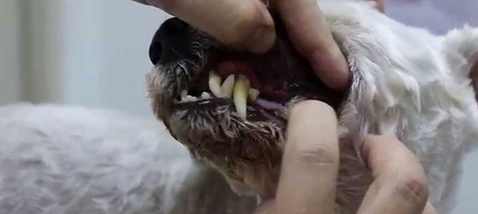 alitosi cane