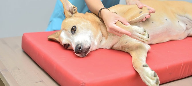 L’artrosi nel cane: come riconoscerla