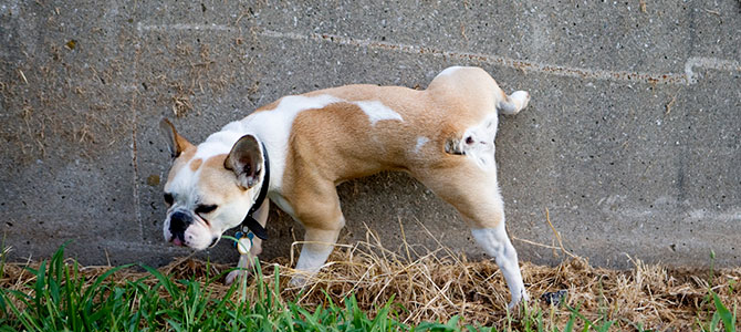 Come insegnare al cane a fare i bisogni fuori casa