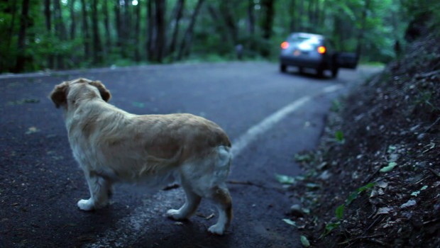 Che fare se avvisti un cane abbandonato: ecco i consigli