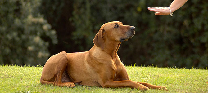 Lo sapevate che il vostro cane assimila?