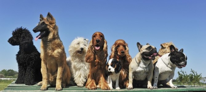 Sei un tipo sportivo, un pantofolaio o un avventuriero? Ecco il cane ideale per te