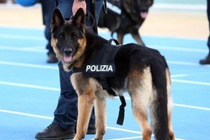 cane poliziotto