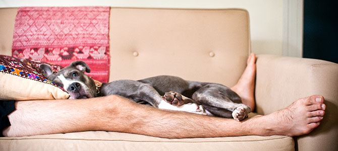 Tenere il cane sul letto o sul divano è corretto?