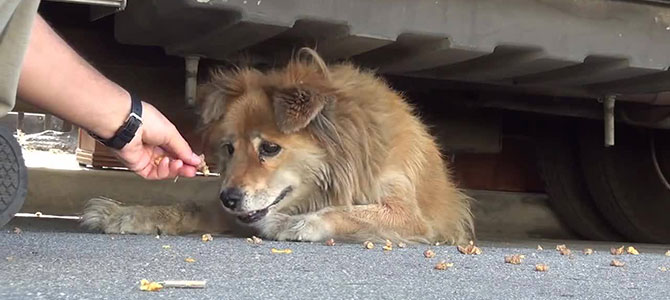 Cani abbandonati: numeri verdi utili