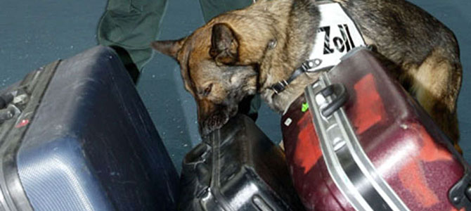 cani antidroga