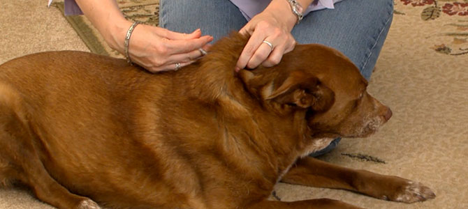 Perché il cane si ammala di diabete