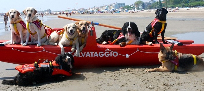 Razze di cane da salvataggio in acqua