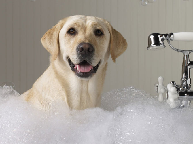 Cani e bagno, non sempre è amore…