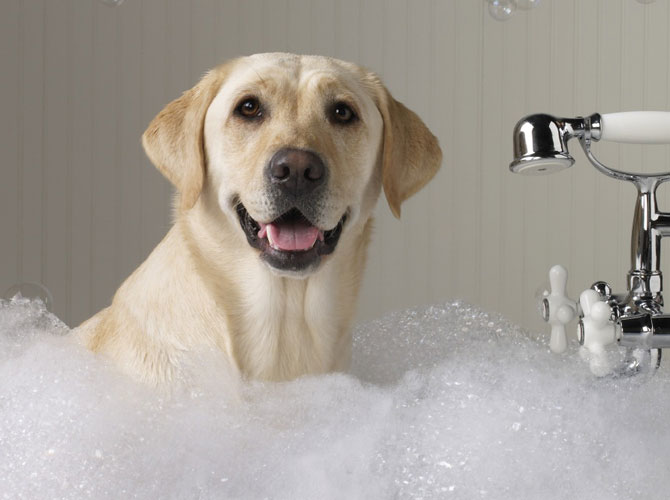 cani e bagno