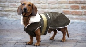 cappottini per cani 4 e1459061105593