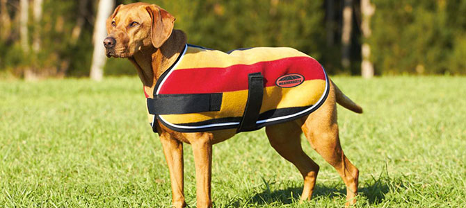 cappottino per cani