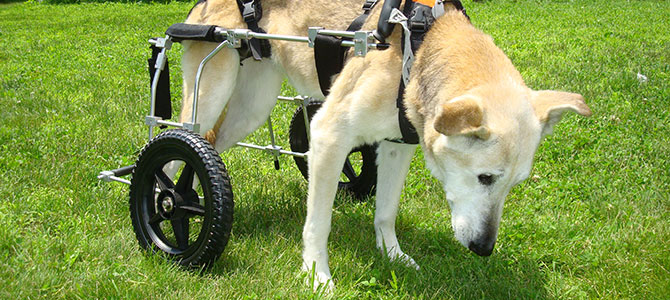 Due cuccioli disabili trovano casa