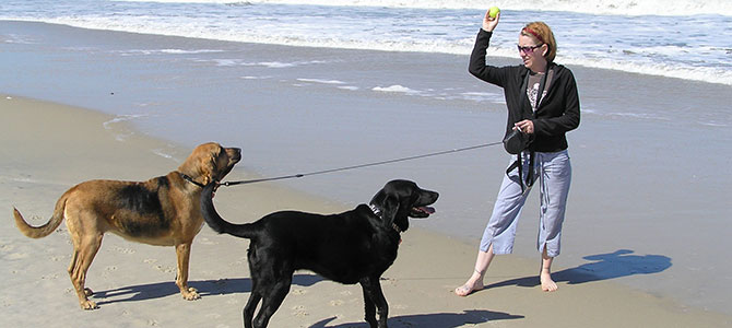 dog sitter