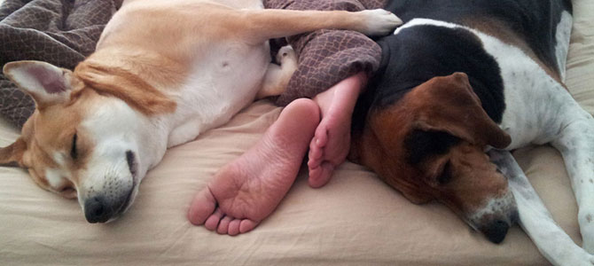 dormire coi cani