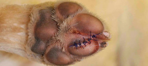 ferite da taglio cani