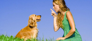 gerarchia cane padrone