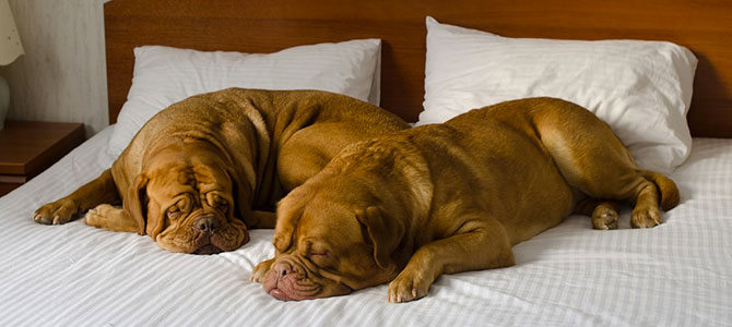 hotel giusto cani