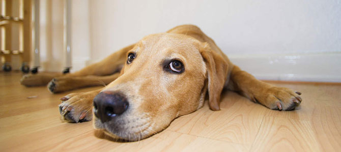 inappetenza canina