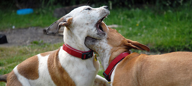 Liti tra cani, che cosa fare e che cosa non fare