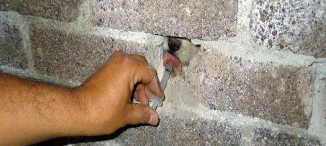 maltrattamenti su cani