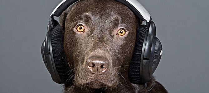 Musicoterapia per cani sotto stress