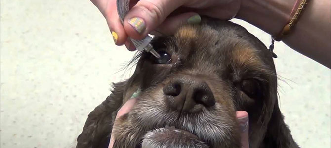 occhi rossi cane
