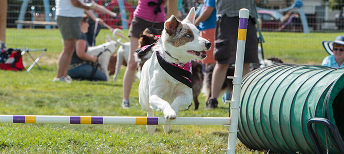 Parco giochi e servizi per cani