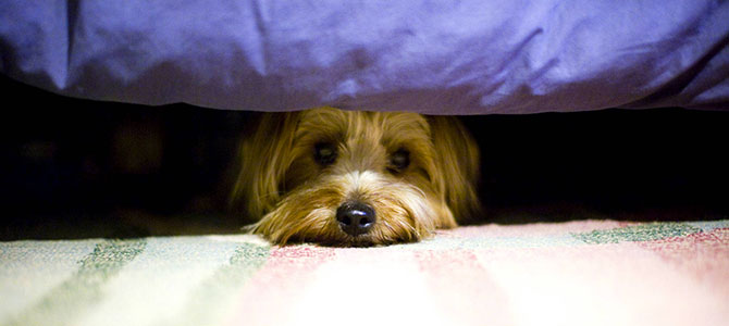 paure del cane