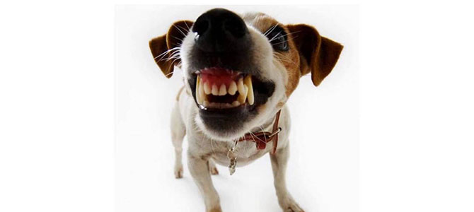 ringhio cane