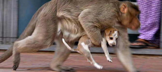 Scimmia adotta un cucciolo di cane