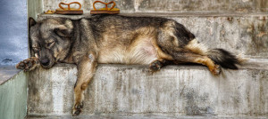 soppressione dei randagi