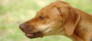 starnuto inverso nel cane 5 e1459458864657