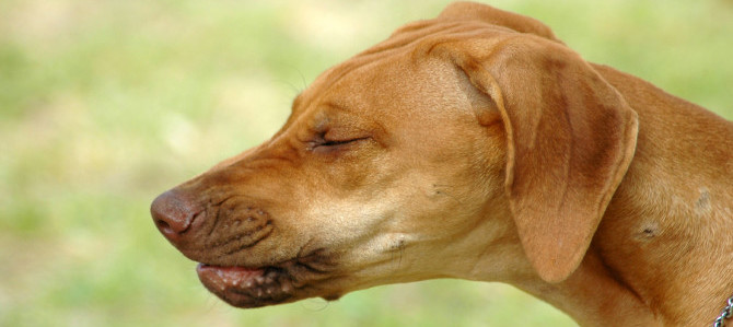 starnuto inverso nel cane 5 e1459458864657