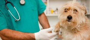 vaccinazioni cane 2 e1459286930271