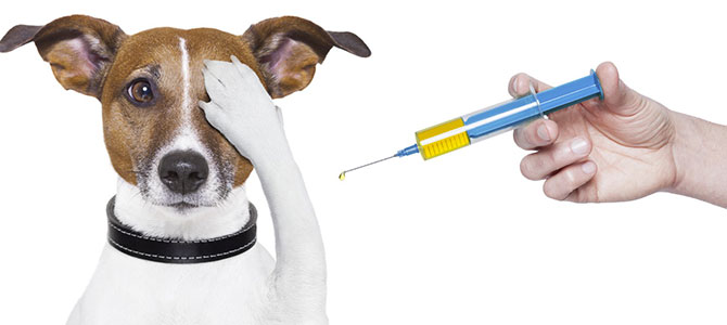 Calendario di vaccinazione del cane cucciolo e adulto
