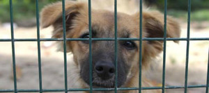 Adozione consapevole