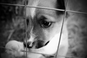 Adozione consapevole del cane