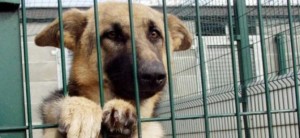 Adozione consapevole del cane2 e1459720424665