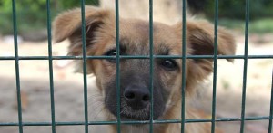 Adozione consapevole del cane3 e1459720368742